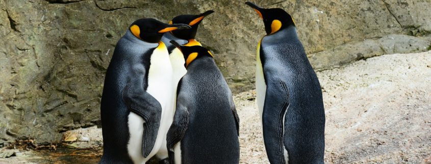 Penguin in Echtzeit